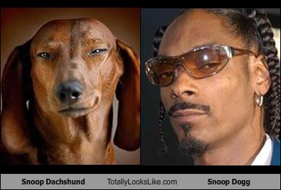 looksnoop