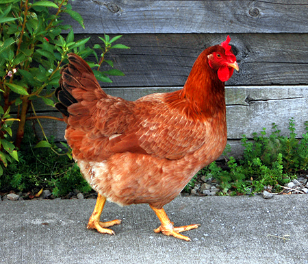 pasturedpoultry_french_hen